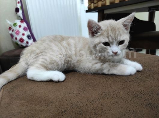 British Shorthair Erkek Yavru Kedi