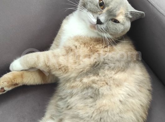 British Short Hair Dişi Kedimiz