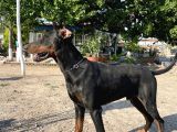 3 Üst Soy Secereli Doberman Yavruları