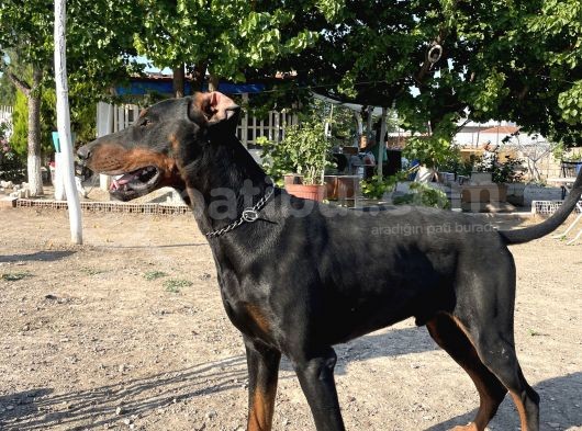 3 Üst Soy Secereli Doberman Yavruları görsel