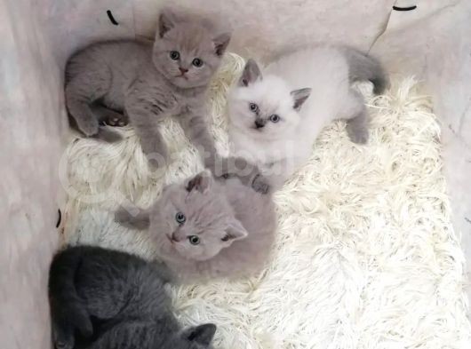 Lilac British