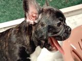 2 Aylık French Bulldog