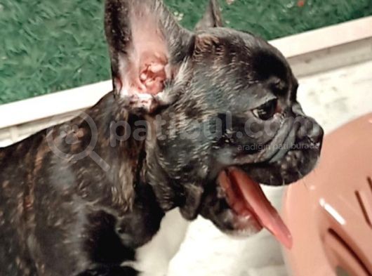 2 Aylık French Bulldog görsel