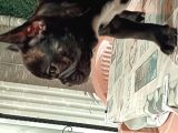 2 Aylık French Bulldog