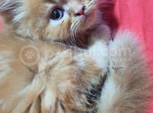 Safkan Sevimli Chincilla görsel
