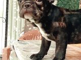 2 Aylık French Bulldog