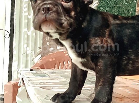 2 Aylık French Bulldog görsel