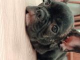 2 Aylık French Bulldog