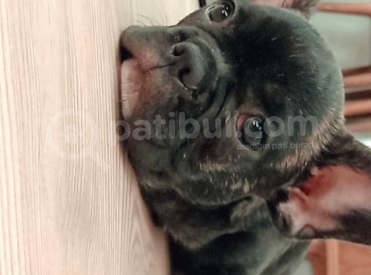 2 Aylık French Bulldog