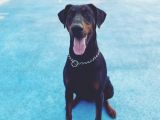 3 Üst Soy Secereli Doberman Yavruları