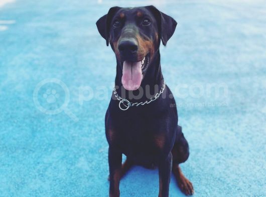 3 Üst Soy Secereli Doberman Yavruları