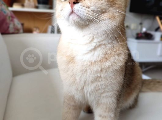 Di̇şi̇ Erkek British Shorthair Scottish Fold görsel