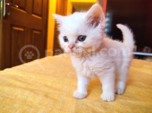 Di̇şi̇ Erkek British Shorthair Scottish Fold görsel