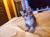 Di̇şi̇ Erkek British Shorthair Scottish Fold