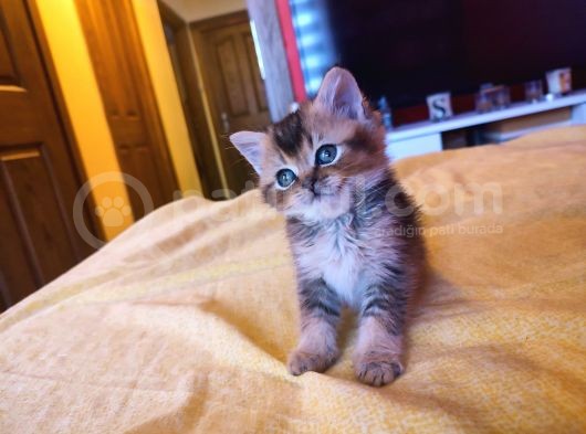 Di̇şi̇ Erkek British Shorthair Scottish Fold görsel
