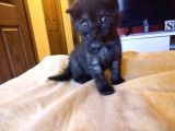Di̇şi̇ Erkek British Shorthair Scottish Fold