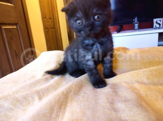 Di̇şi̇ Erkek British Shorthair Scottish Fold görsel