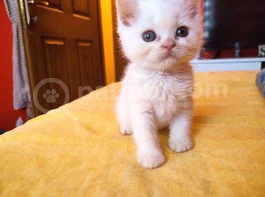 Di̇şi̇ Erkek British Shorthair Scottish Fold