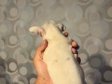 50 Günlük French Buldog Yavrularımız Dişi Ve Erkek