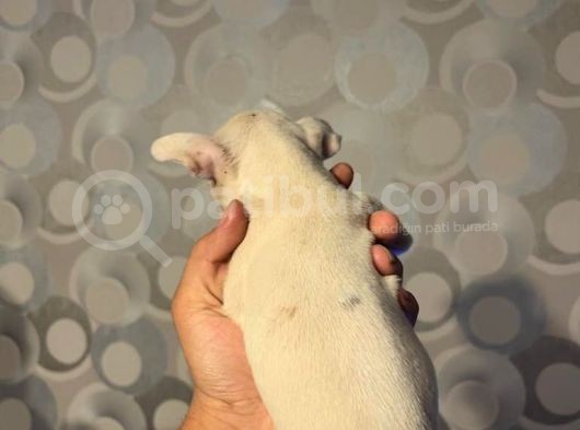50 Günlük French Buldog Yavrularımız Dişi Ve Erkek