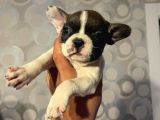 50 Günlük French Buldog Yavrularımız Dişi Ve Erkek