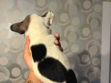50 Günlük French Buldog Yavrularımız Dişi Ve Erkek