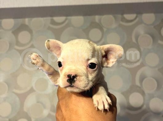 50 Günlük French Buldog Yavrularımız Dişi Ve Erkek görsel