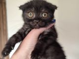 Di̇şi̇ Erkek British Shorthair Scottish Fold