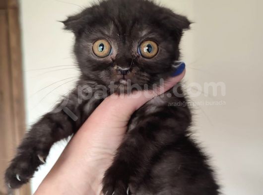 Di̇şi̇ Erkek British Shorthair Scottish Fold görsel