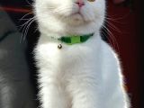 Di̇şi̇ Erkek British Shorthair Scottish Fold