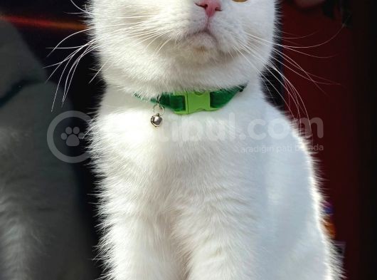 Di̇şi̇ Erkek British Shorthair Scottish Fold görsel