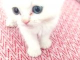 Di̇şi̇ Erkek British Shorthair Scottish Fold