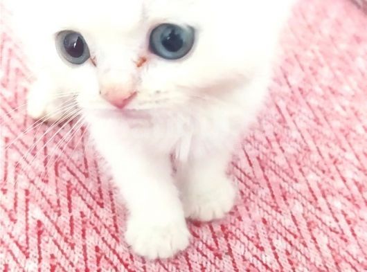 Di̇şi̇ Erkek British Shorthair Scottish Fold görsel
