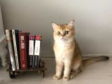 Di̇şi̇ Erkek British Shorthair Scottish Fold