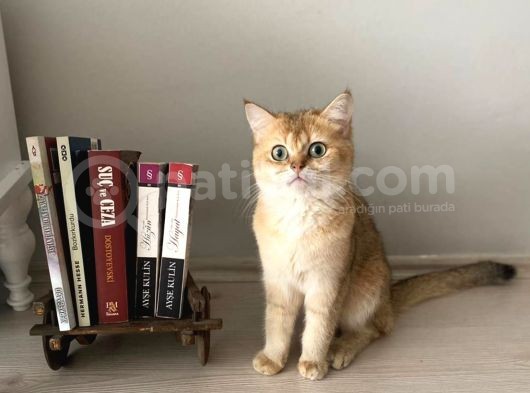 Di̇şi̇ Erkek British Shorthair Scottish Fold görsel
