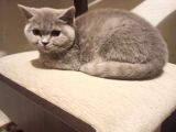 Di̇şi̇ Erkek British Shorthair Scottish Fold