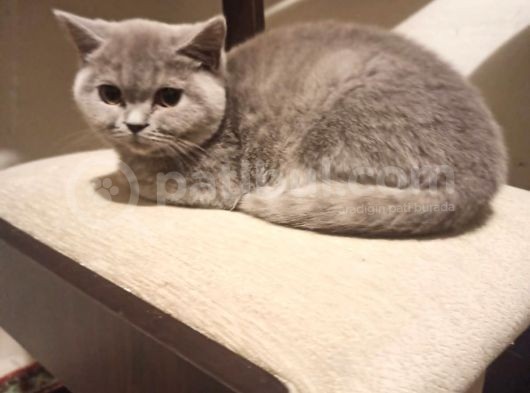 Di̇şi̇ Erkek British Shorthair Scottish Fold görsel