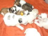 Safkan Kardeş Pekinezler