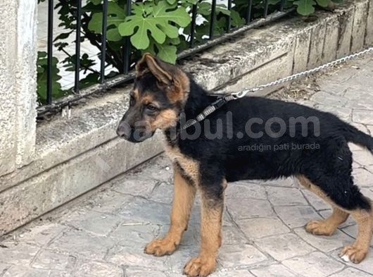 Alman Kurdu 3.5 Aylık Safkan görsel