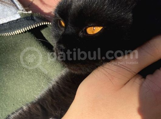 British Shorthair görsel