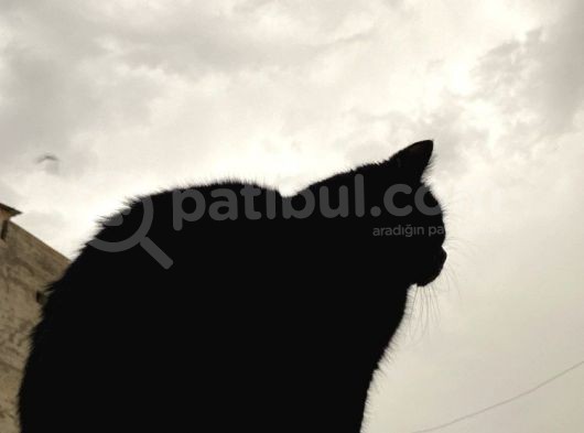 British Shorthair görsel
