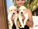 Vecihiden Baby Face Golden