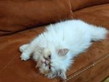Acillllll sahiplendirilecek Dişi Exotic Longhair Yavrumuz