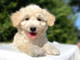 Di̇zayn Irk Orji̇nal Malti̇poo Bebekler