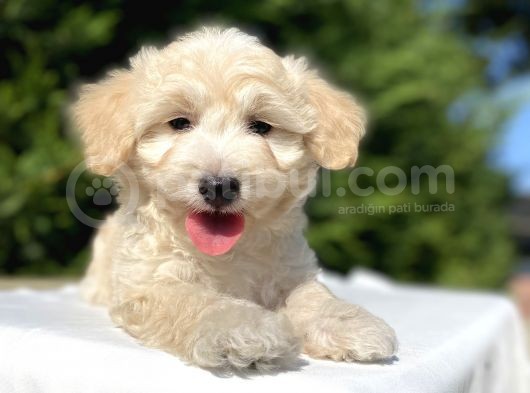 Di̇zayn Irk Orji̇nal Malti̇poo Bebekler