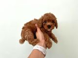 Orjinal Toy Poodle Redbrown