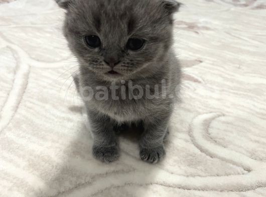 2 Aylık Anne Ve Babası Tam Cins görsel