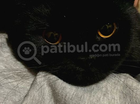 British Shorthair görsel
