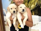 Vecihiden Baby Face Golden