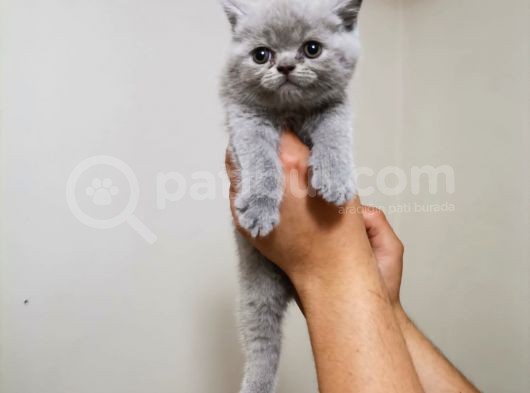 Tatli Bri̇ti̇sh Yavrularimiz görsel